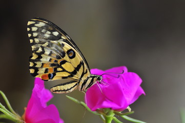 beautiful yellow butterflies perch on flowers in the wild. Rhopalocera Lepidoptera Insecta Arthropoda Animalia  Vanessa cardui