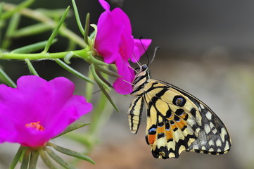 beautiful yellow butterflies perch on flowers in the wild. Rhopalocera Lepidoptera Insecta Arthropoda Animalia  Vanessa cardui