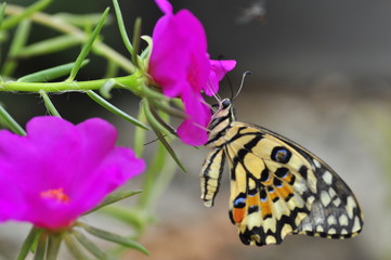 beautiful yellow butterflies perch on flowers in the wild. Rhopalocera Lepidoptera Insecta Arthropoda Animalia  Vanessa cardui