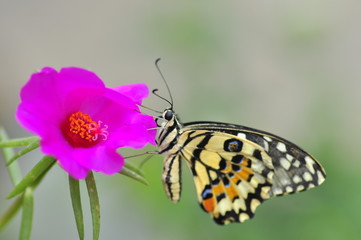 Naklejka na ściany i meble beautiful yellow butterflies perch on flowers in the wild. Rhopalocera Lepidoptera Insecta Arthropoda Animalia Vanessa cardui