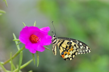 Fototapeta na wymiar beautiful yellow butterflies perch on flowers in the wild. Rhopalocera Lepidoptera Insecta Arthropoda Animalia Vanessa cardui