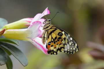 beautiful yellow butterflies perch on flowers in the wild. Rhopalocera Lepidoptera Insecta Arthropoda Animalia  Vanessa cardui