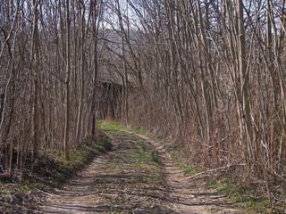 strada nel bosco