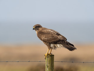 Common buzzard, Buteo buteo