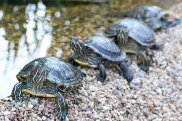 Red-eared water turtles sitting in a row on the shore of the pond. Close up. Botanical garden. Summer.