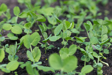 Young pea plants in early spring garden. Spring.