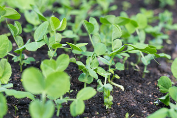 Farming. Young green pea plants in early spring garden. Spring.