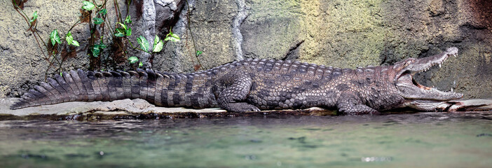 Fototapeta na wymiar West African crocodile also known as desert crocodile. Latin name - Crocodylus suchus