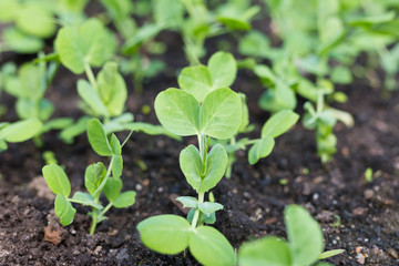 Spring Early summer Young pea plants in early spring garden. Spring.