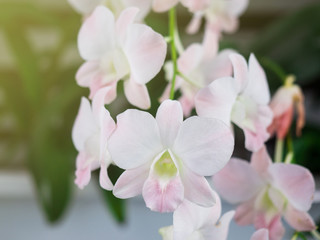 Fototapeta na wymiar Selective focus white Phalaenopsis orchid flower bloom during winter or spring day in tropical garden on floral background.