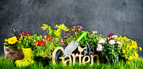 Gartenhintergrund Blumen Garten 