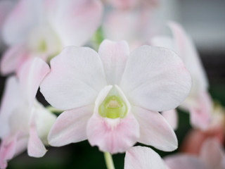 Naklejka na ściany i meble Selective focus white Phalaenopsis orchid flower bloom during winter or spring day in tropical garden on floral background.