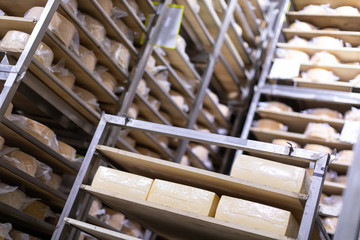 Shelves with yellow heads cheese closeup. cheese room