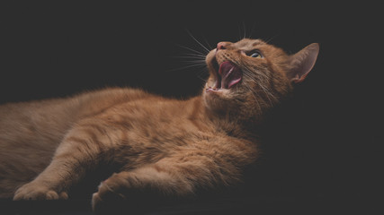 Close up Portrait roter Kater Katze liegt auf Seite schleckt sich mit der Zunge offenes Maul moody