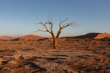 Lonely dead tree Sossusvlei National Park, Namibia, shot at Sunset in late Summer 2019