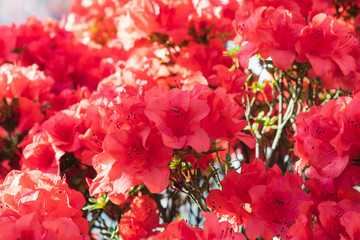 red hibiscus azaleas wedding flowers background