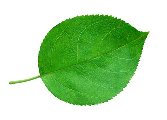 Apple leaf isolated on white