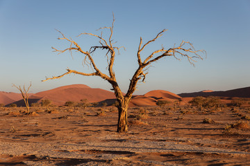 Fototapeta na wymiar Lonely dead tree Sossusvlei National Park, Namibia, shot at Sunset in late Summer 2019