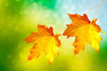 autumn landscape with bright colorful foliage. Indian summer.