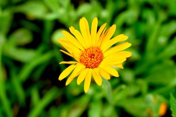 Calendula is a genus of about 15–20 species of annual and perennial herbaceous plants in the daisy family Asteraceae that are often known as marigolds