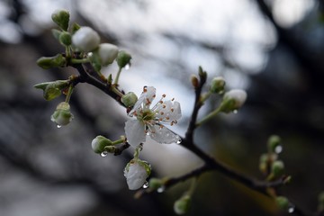 Obraz premium A flower on a plum tree branch after a rain.Flowering plum tree after rain on natural background
