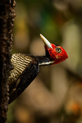 Pale-billed woodpecker - Campephilus guatemalensis  is a very large woodpecker that is a resident breeding bird from northern Mexico to western Panama