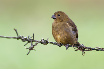 Black (Variable) Seedeater - Sporophila corvina  passerine bird which breeds from southern Mexico through Central America to the Chocó of northwestern South America