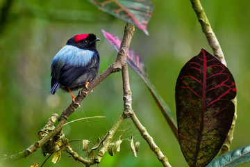 Long-tailed manakin - Chiroxiphia linearis species of bird in the Pipridae family native to Central America
