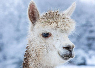 White alpaca portrait - face in profile. Headshot.