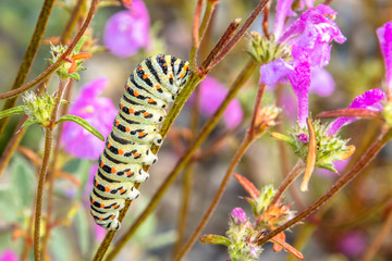 Raupe des Schwalbenschwanzes im Morgentau