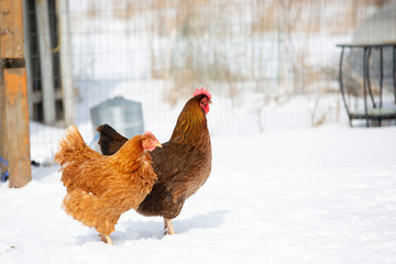 Two backyard chickens walking in the snow