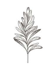 olive flower drawing isolated icon