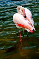 Fototapeta na wymiar Flamingos or flamingoes are a type of wading bird in the family Phoenicopteridae, the only bird family in the order Phoenicopteriformes.