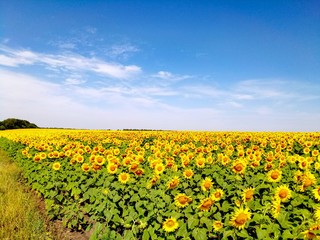 Fototapeta na wymiar Field of sunflowers