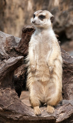 Meerkat standing and look.