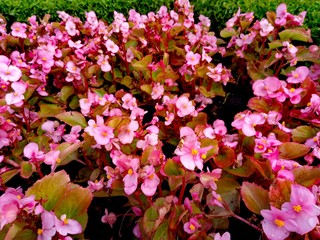 Begonia is a genus of perennial flowering plants in the family 