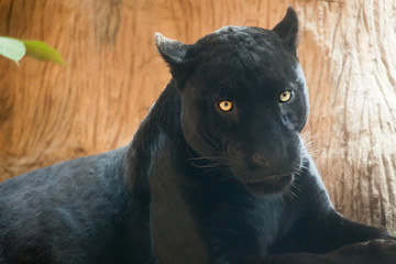 Black panther .