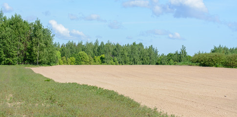 In the spring, winter wheat sprung up on the field. Rna grows on a huge field behind the village.