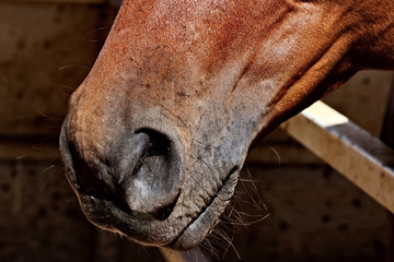Horse mouth and whiskers