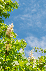 Leaves and flowers of chestnut against the blue sky
