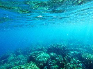 underwate sea with coral bleaching from global warming