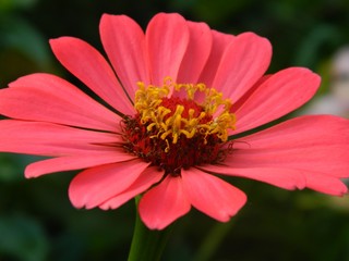 Pink flower