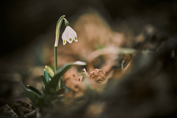 Knotenblume