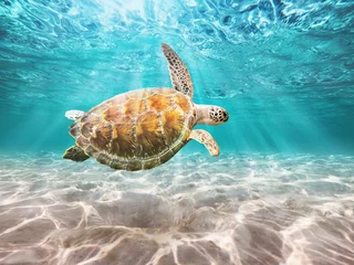 Fototapeten Sea Turtle  swiming in underwater © OHishi_Foto