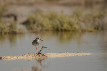Common redshank / Tringa totanus