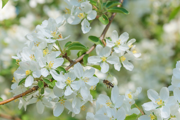Blooming apple trees