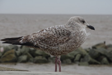 Seagull on Lowestoft beach