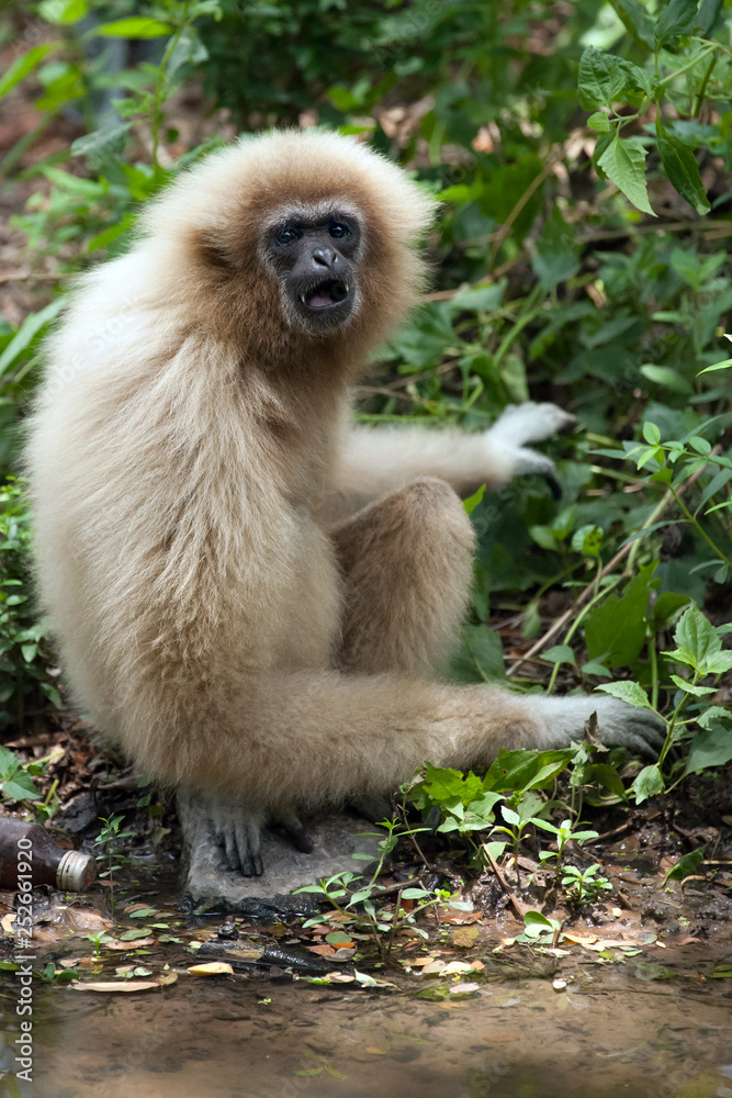 Poster white cheeked gibbon or lar gibbon.