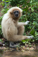 White Cheeked Gibbon or Lar Gibbon.