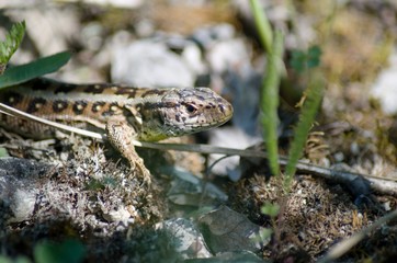 lizard on rock